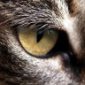 doxanthropos